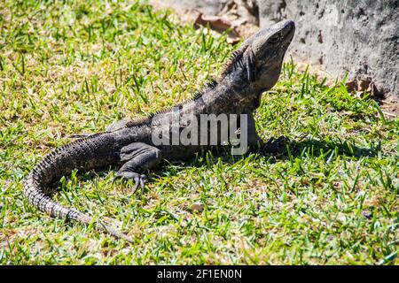 Leguan. Ctenosaura similis Stockfoto