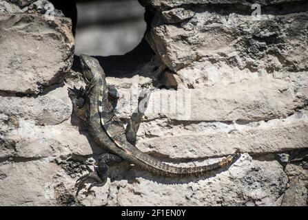 Ctenosaura similis Stockfoto