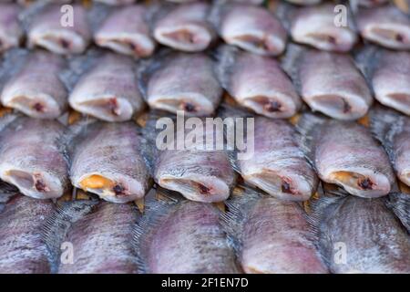 Gourami Fisch auf einem Bambusbehälter für Verkauf platziert. Stockfoto