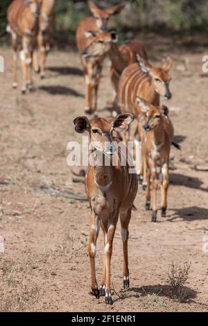 Nyala (Tragelaphus angasii), Mkuze Wildreservat, KwaZulu-Natal, Südafrika Stockfoto