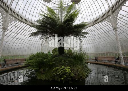 730 Great Western Rd, Glasgow G12 0UE, Schottland, Großbritannien. Glasgow Botanic Gardens ist ein botanischer Garten im West End von Glasgow, Schottland. Es verfügt über mehrere Gewächshäuser, von denen die bemerkenswerteste ist der Kibble Palace.John Kibble baute sein Gewächshaus im Jahr 1860s, als privater Wintergarten für sein Haus in Coulport auf Loch Long. Sie wurde 1873 abgebaut und per Lastkahn nach Glasgow verlegt und in den Gärten wieder aufgebaut. Ursprünglich war es ein Ort der Unterhaltung, und in der 1880s Belüftung hinzugefügt wurde und Pflanzen eingeführt wurden. Stockfoto