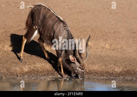 Nyala (Tragelaphus angasii) männliche Trinker, Mkuze Wildreservat, KwaZulu-Natal, Südafrika Stockfoto