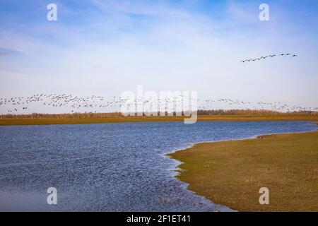 Überflutete Wiesen im Naturschutzgebiet Bislicher Insel am Niederrhein bei Xanten, Auenlandschaft, alter Rheinarm, Wildgänse, Norden Stockfoto