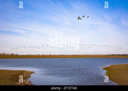 Überflutete Wiesen im Naturschutzgebiet Bislicher Insel am Niederrhein bei Xanten, Auenlandschaft, alter Rheinarm, Wildgänse, Norden Stockfoto