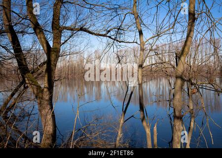 Naturschutzgebiet Bislicher Insel am Niederrhein bei Xanten, Auenlandschaft, alter Rheinarm, Nordrhein-Westfalen, Deutschland. Naturs Stockfoto