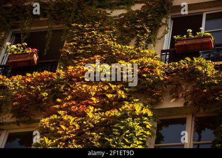 Pariser Haus mit rot-grünen gelben Herbstefeublättern überwuchert und mit Blumenkästen dekoriert, die an den Fenstern hängen. Romantischer Herbsturlaub in P Stockfoto