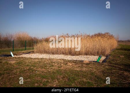 schilfbettbehandlungsanlage im Naturschutzgebiet Bislicher Insel am Niederrhein bei Xanten, Auenlandschaft, alter Rheinarm, Nord Rh Stockfoto