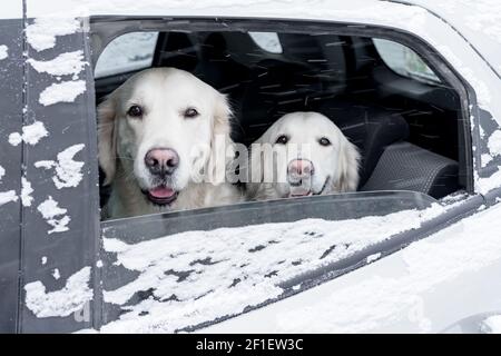 Zwei goldene Retriever sitzen in einem schneebedeckten Auto und schauen aus dem offenen Fenster. Ein Ausflug für einen Winterspaziergang mit Ihren Haustieren. Stockfoto