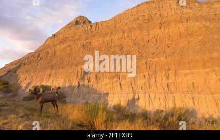 Wild Animal High Desert Bighorn Schaf Männchen Paar Ram Stockfoto