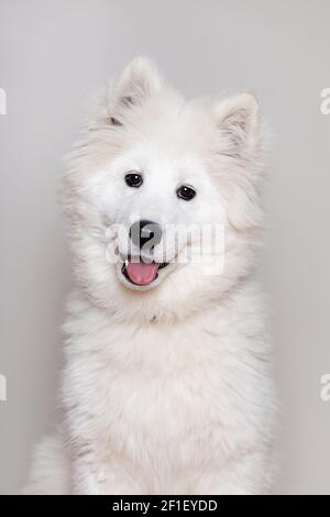 Portrait des weißen Welpen Hund Samoyed Laika Rasse. Vertikale Studioaufnahme aus nächster Nähe. Stockfoto