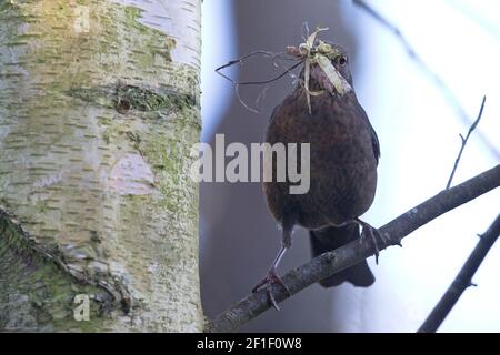 Amsel (Turdus mercula) sammelt Nestmaterial Stockfoto