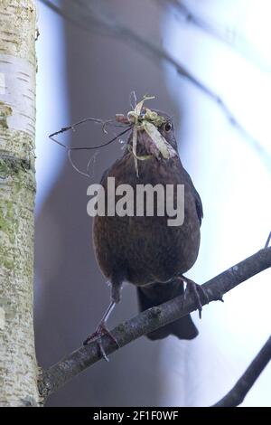 Amsel (Turdus mercula) sammelt Nestmaterial Stockfoto