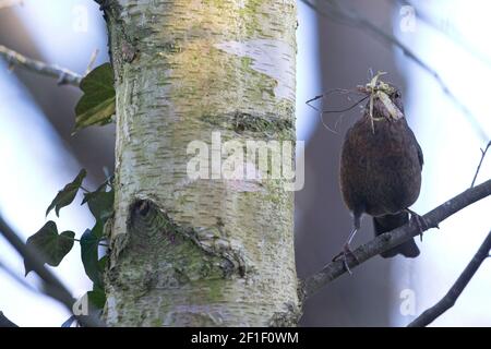 Amsel (Turdus mercula) sammelt Nestmaterial Stockfoto