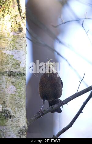 Amsel (Turdus mercula) sammelt Nestmaterial Stockfoto