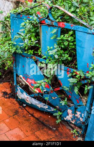 Metallgartentor Rost abblätternde Farbe überwuchert Hecke Stockfoto