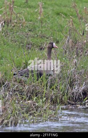 Eurasischen white-fronted goose (Anser Albifrons) Stockfoto