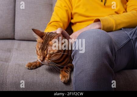 Unkennbarer kaukasischer junger Mann, der mit seiner bengalischen Katze auf der Couch sitzt. Gelbe und graue Farben in den Chlothes. Erstaunliche gefleckte Katze mit geliebten Besitzer. Stockfoto