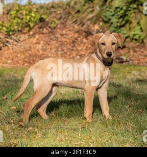 gelber Labrador Retriever Welpen Stockfoto