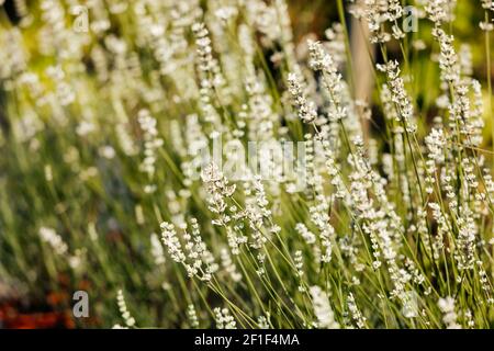 Große Vielfalt an Blumen und Pflanzen im Kindergarten Stockfoto