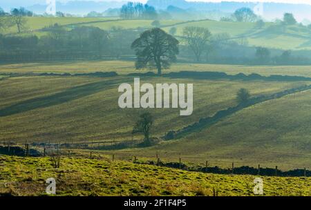 Trockenmauern und Bäume im Winter in Middleton Top in der Nähe Wirksworth in der Nähe des High Peak Trail in Derbyshire Dales Peak District England Großbritannien Stockfoto