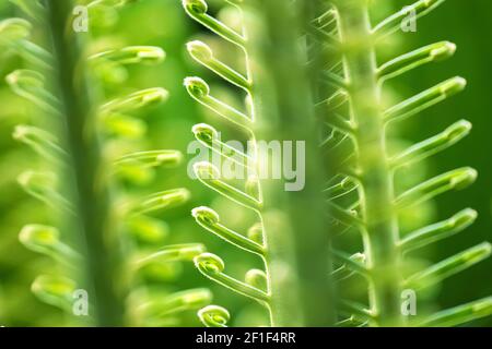 Sommerhintergrund der gewellten grünen Wedel eines Sagopalmenblattes, Cycas revoluta. Nahaufnahme von Details bei Sonnenlicht. Horizontale Zusammensetzung. Stockfoto