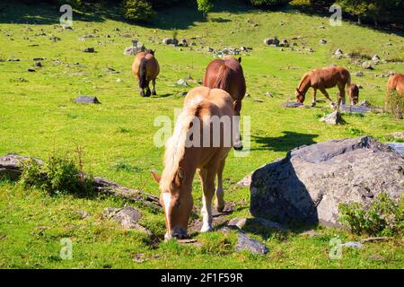 Blick auf einheimische Pferde der Pyrenäen, die durch das Tal von Artiga de Lin im Aran-Tal grasen, Katalonien, Spanien Stockfoto