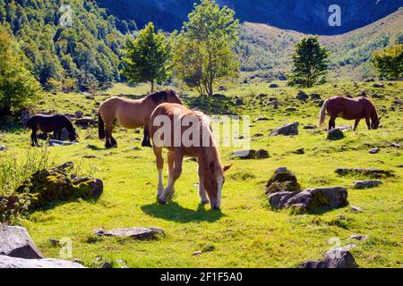 Blick auf einheimische Pferde der Pyrenäen, die durch das Tal von Artiga de Lin im Aran-Tal grasen, Katalonien, Spanien Stockfoto