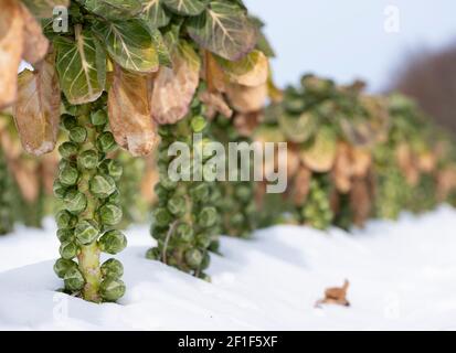 brüssel sprießt im Winterfeld unter blauem Himmel Stockfoto