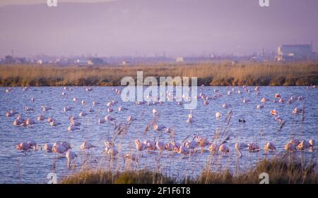 Flamingos im Naturpark Ebro Delta, katalonien Stockfoto