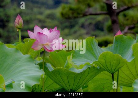Lotusblume am Shinobazu Teich, Ueno, Taito-ku, Präfektur Tokio, Japan Stockfoto