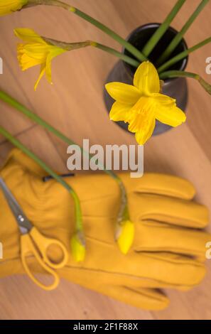 Daffodil, gelbe Leder Gartenhandschuhe und ein Paar gelbe Schere mit Griff. Stockfoto