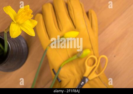 Daffodil, gelbe Leder Gartenhandschuhe und ein Paar gelbe Schere mit Griff. Stockfoto