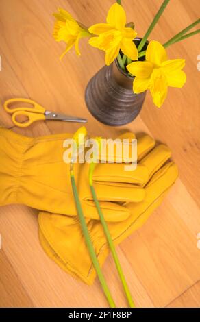 Daffodil, gelbe Leder Gartenhandschuhe und ein Paar gelbe Schere mit Griff. Stockfoto