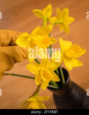 Daffodil, gelbe Leder Gartenhandschuhe und ein Paar gelbe Schere mit Griff. Stockfoto