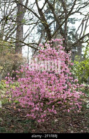 Rhododendron 'Airy Fairy'. Stockfoto