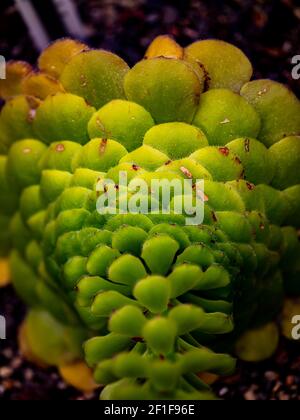 Aeonium tabuliforme (Aeonium tabuliforme) im Garten Stockfoto