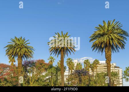 Palmen und blauer Himmel Stockfoto