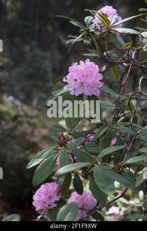 Rhodendron "Weihnachtsjubel". Stockfoto