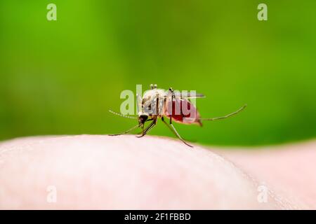 Gefährliche Malaria infizierte Culex Moskitobiss, Leishmaniose, Enzephalitis, Gelbfieber, Dengue, Mayaro-Krankheit, Zika, EEEV oder EEE Virus Infectious Stockfoto