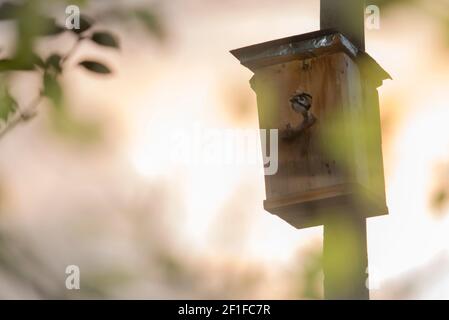 Ein Specht im Starenhaus Stockfoto