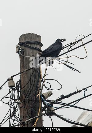 Ein Rabe mit einer Walnuss, im Netz der Stromleitungen Stockfoto