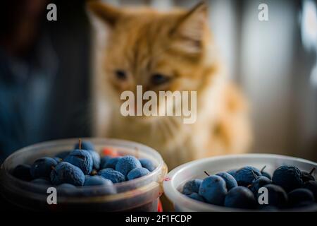 Schwarze Dornenfrüchte, mit roter flauschiger Katze im Hintergrund Stockfoto