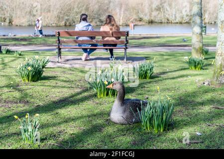 Cork, Irland. März 2021, 8th. Die Menschen stiegen heute an einem kalten, aber sonnigen Tag auf den Lough in Cork ab. Die meisten Menschen beobachteten soziale Distanzierung. Quelle: AG News/Alamy Live News Stockfoto