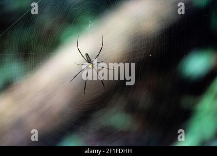 Eine Spinne im CUC Phuong Wald, Nordvietnam, Juni 1980 Stockfoto