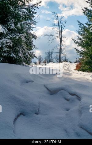 Sonniger Tag im Herzen der Beskid Berge. Schnee schmilzt langsam, Frühling auf dem Weg. Sonniger Tag am Ende des Winters. mitteleuropäische Landschaft Stockfoto