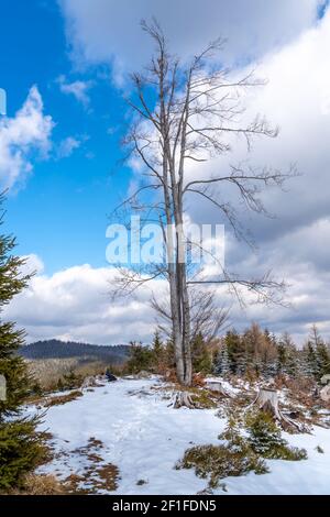 Sonniger Tag im Herzen der Beskid Berge. Schnee schmilzt langsam, Frühling auf dem Weg. Sonniger Tag am Ende des Winters. mitteleuropäische Landschaft Stockfoto