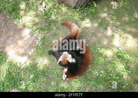 Zwei rote Panda-Jungen (Ailurus fulgens) Spielen in ihrem Gehege in einem Zoo auf einem sonnigen Sommertag Stockfoto