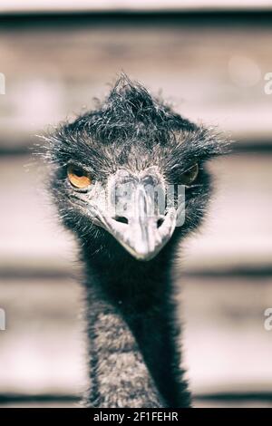 Im Park von australien der freie emu Vogel Stockfoto