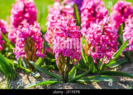 Rosa Hyazinthen blühen im Frühling im Garten. Selektiver Fokus. Stockfoto