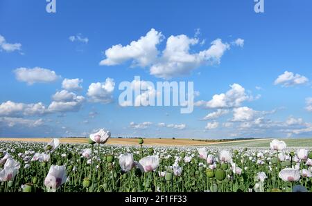 Detail des blühenden Opiummohn, in lateinisch papaver somniferum, auf einem Feld. Wolkenlandschaft, Himmel mit Wolken. Weißer Mohn in Tschechien angebaut Stockfoto